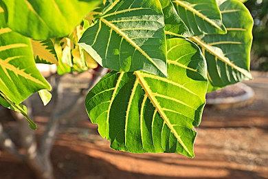 《收获日3》PC配置需求公布 最低要求GTX1650